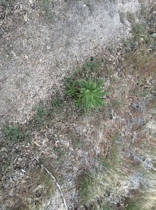 Tea Cup Poodle Dog Bush