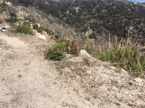 Miniature Poodle Dog Bush