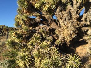 Joshua trees, thanks Recon for telling me about them