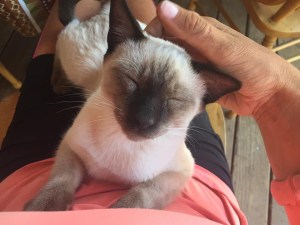 Lucky @ Burney Mountain Guest Ranch